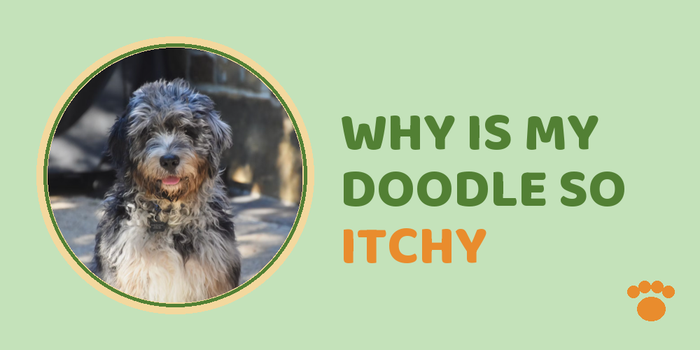 Why Is My Doodle So Itchy
