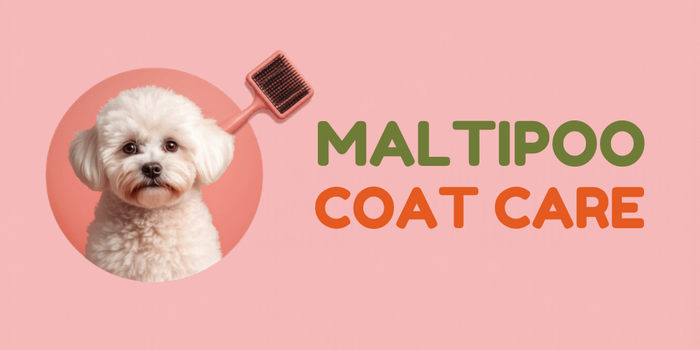 Maltipoo Coat Care