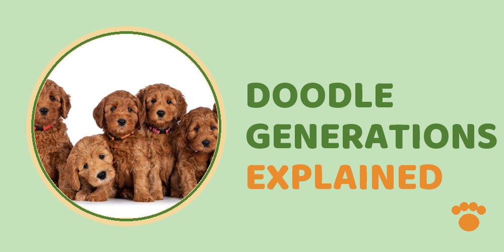 Doodle Generations