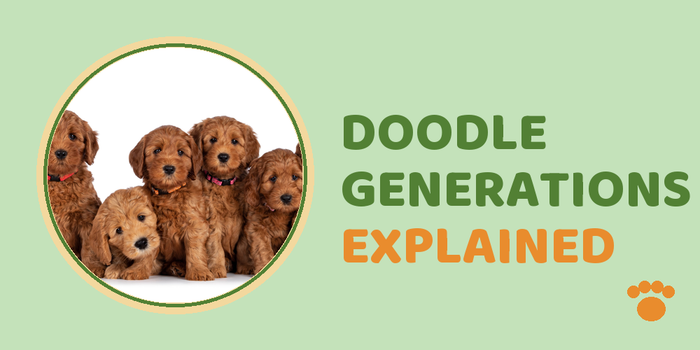Doodle Generations