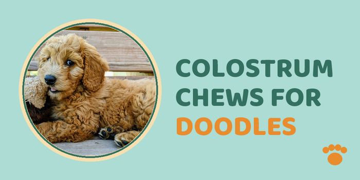 Colostrum chews for doodles