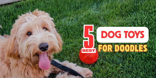 5 best dog toys for doodles