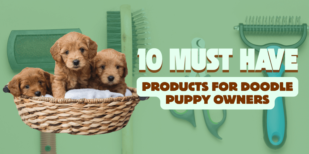 10 Must Have Products for Doodle Puppy Owners