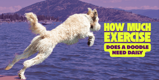 How Much Exercise Does a Doodle Need Daily