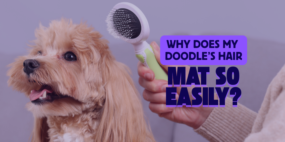 Why Does My Doodle’s Hair Mat So Easily?