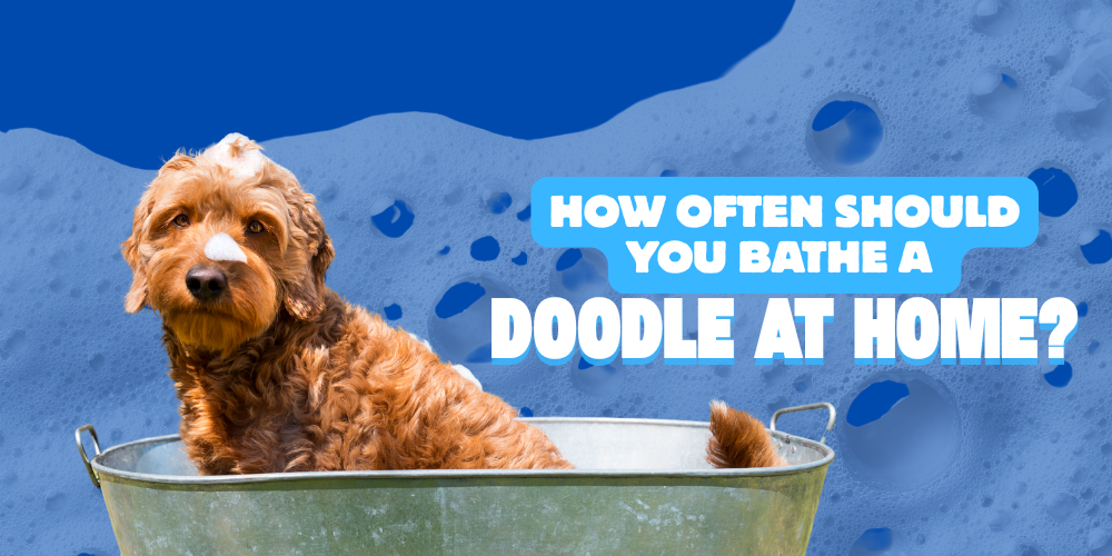 How Often Should You Bathe a Doodle at Home?