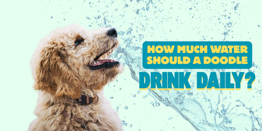 How Much Water Should a Doodle Drink Daily?