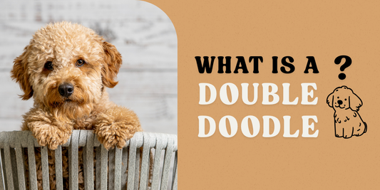 What is a Double Doodle?