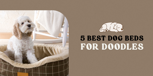 5 Best Dog Beds for Doodles