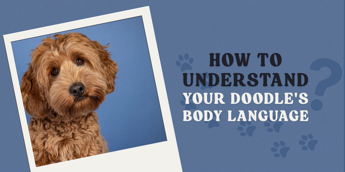 Read your Doodle's Body Language
