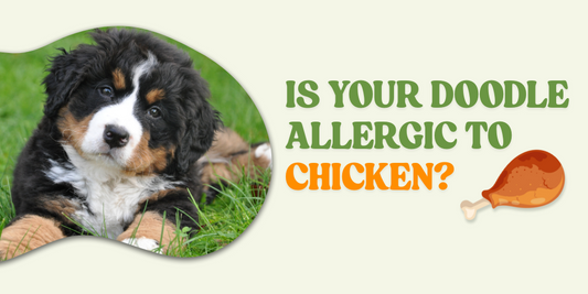 Is Your Doodle Allergic to Chicken?