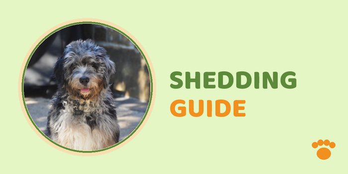 Do Goldendoodles Shed