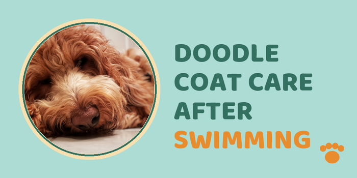 Doodle coat care after swimming