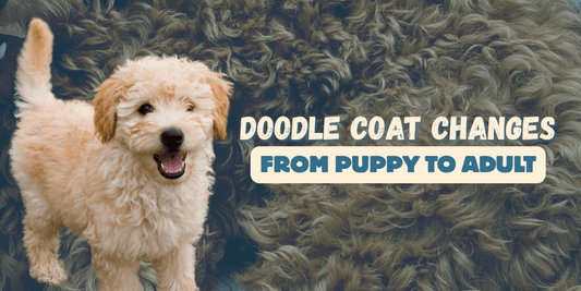 Doodle Coat Changes from Puppy to Adult