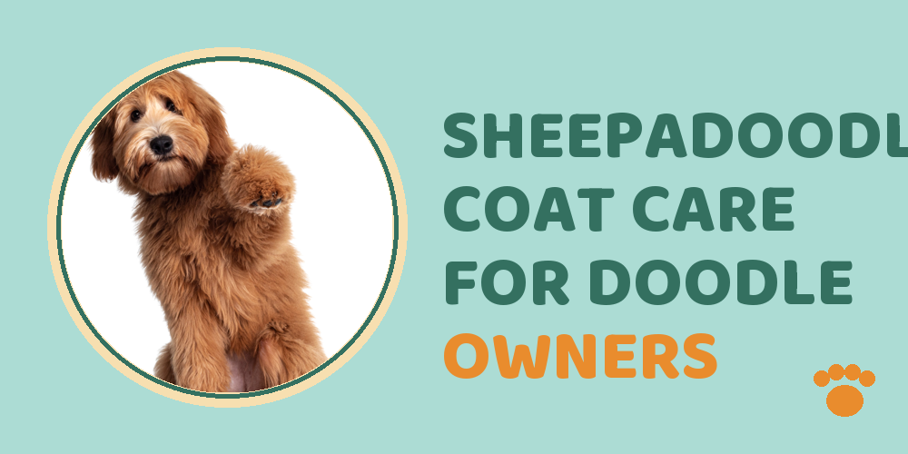 Sheepadoodle Coat Care For Doodle Owners