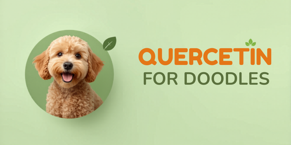 Quercetin for Doodles