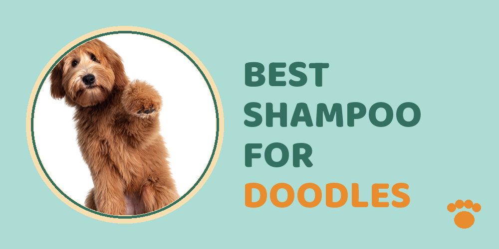 Best Shampoo for Doodles