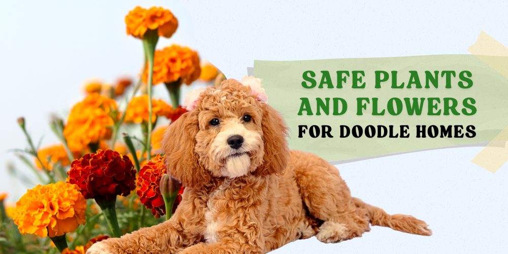 doodle dog, safe plants and flowers for doodle homes
