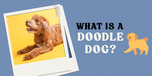 What is a Doodle Dog?