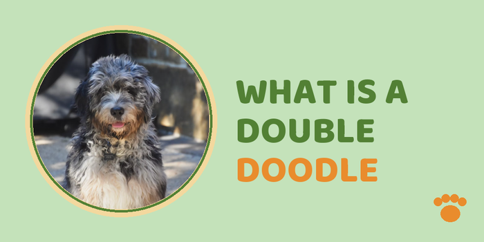 What is a Double Doodle